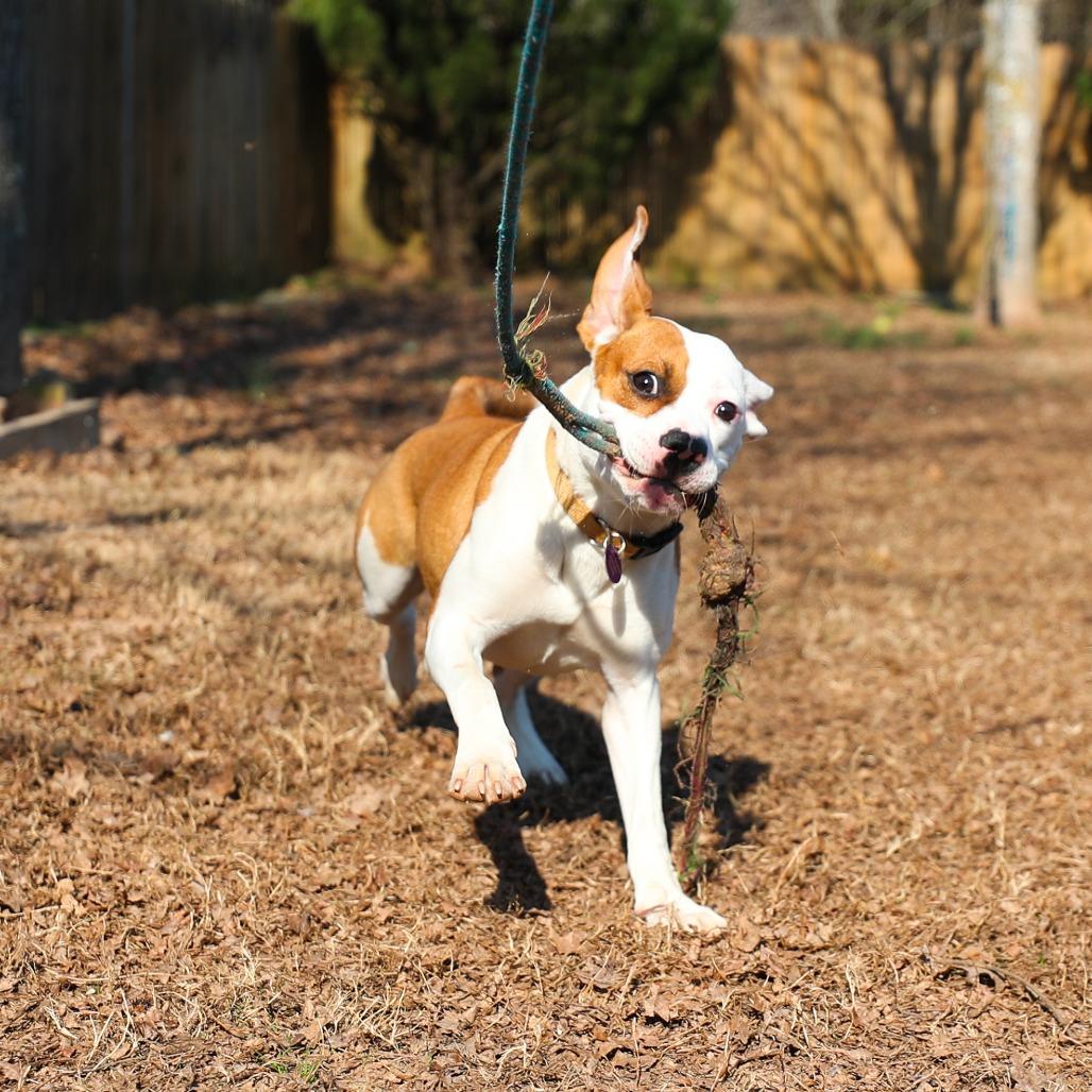 Enlarge Hope, a Adoptable Mixed Breed in Greensboro, GA image 5/5