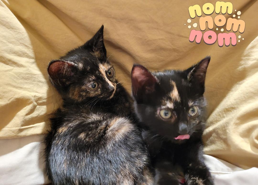 Starburst thumbnail 2