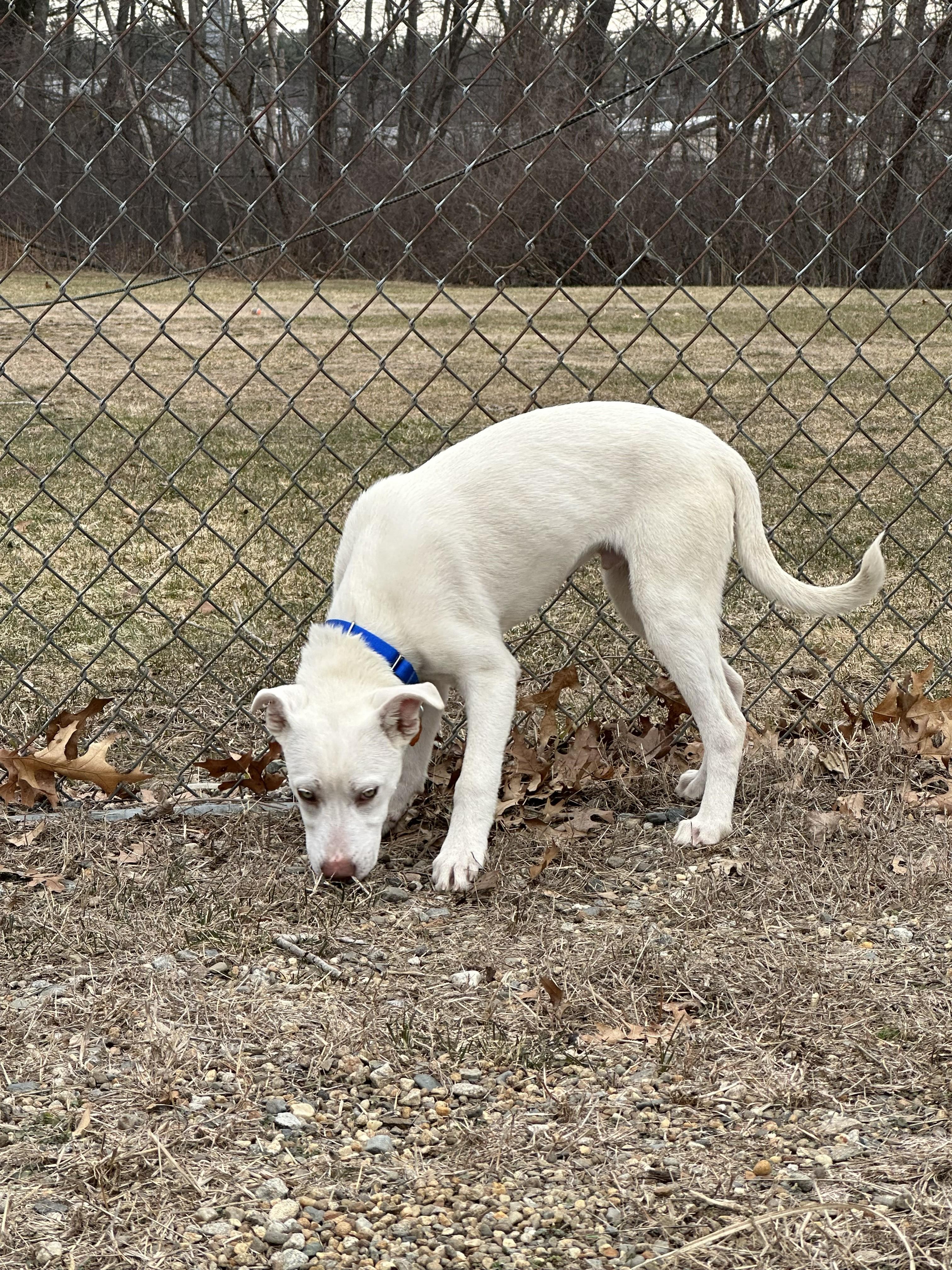 Amos, adopted, Puppy Male Husky.