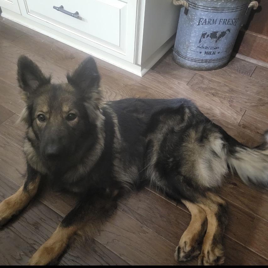 Enlarge Stella, a Adoptable German Shepherd Dog in Griffin, GA image 1/3