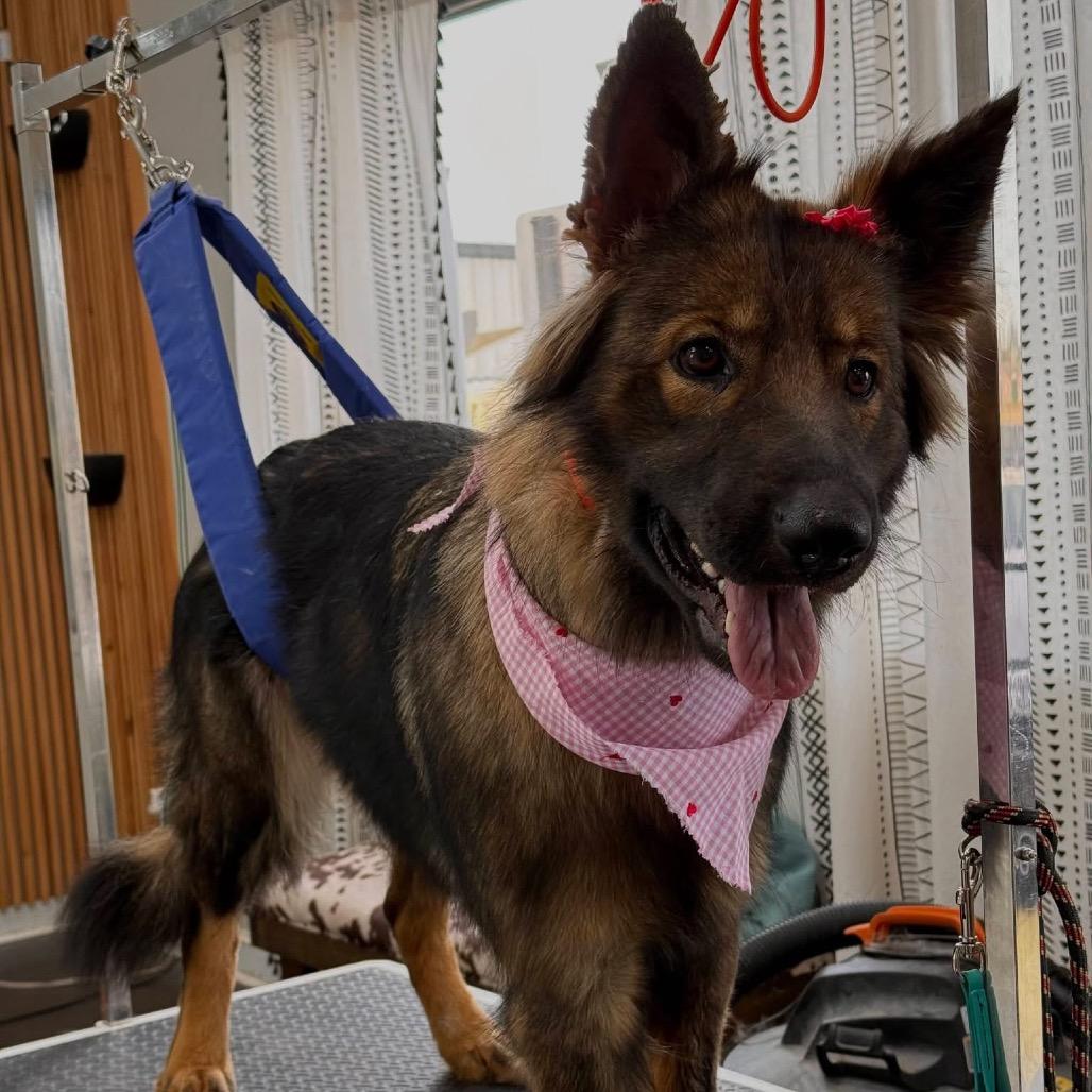 Enlarge Stella, a Adoptable German Shepherd Dog in Griffin, GA image 2/3