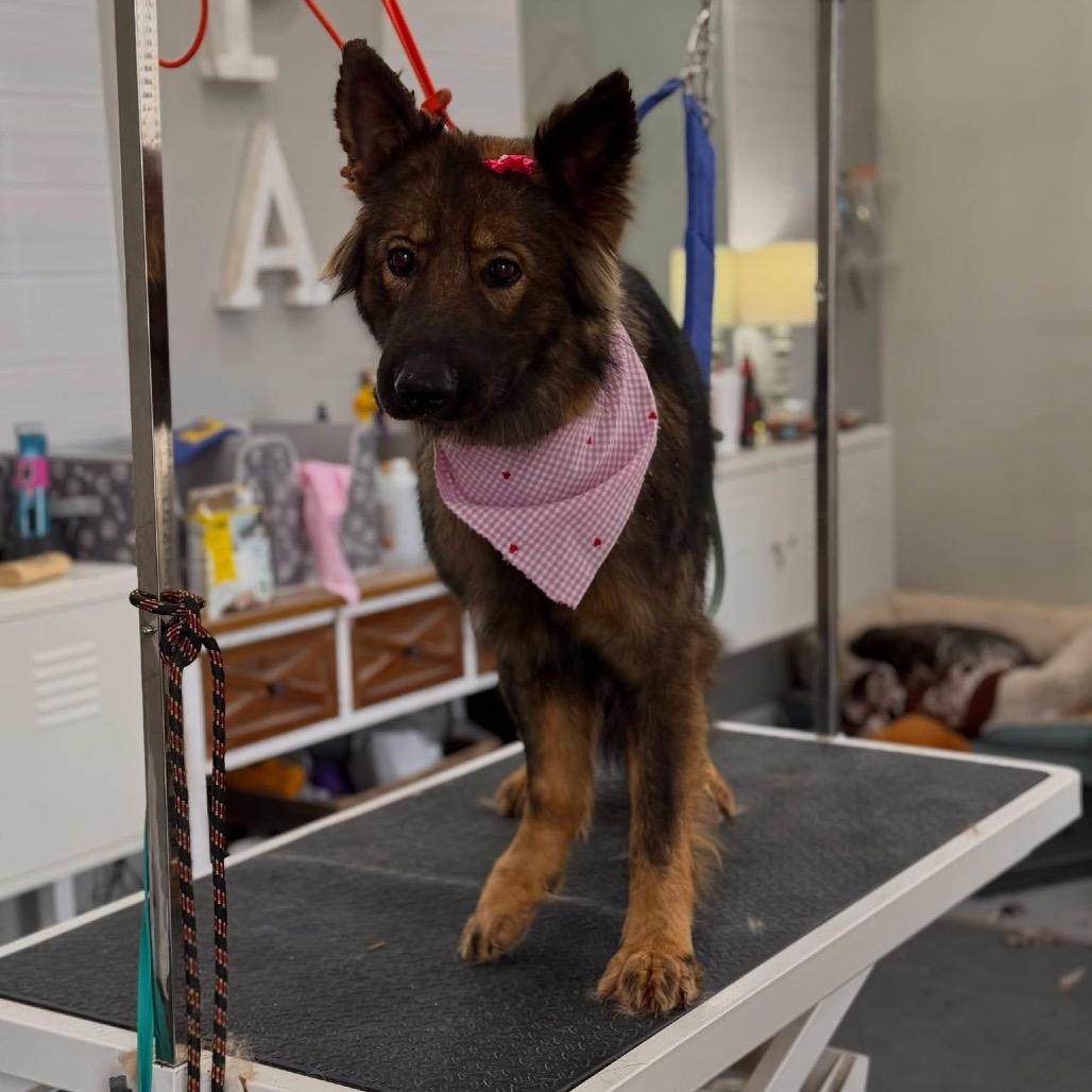 Enlarge Stella, a Adoptable German Shepherd Dog in Griffin, GA image 3/3