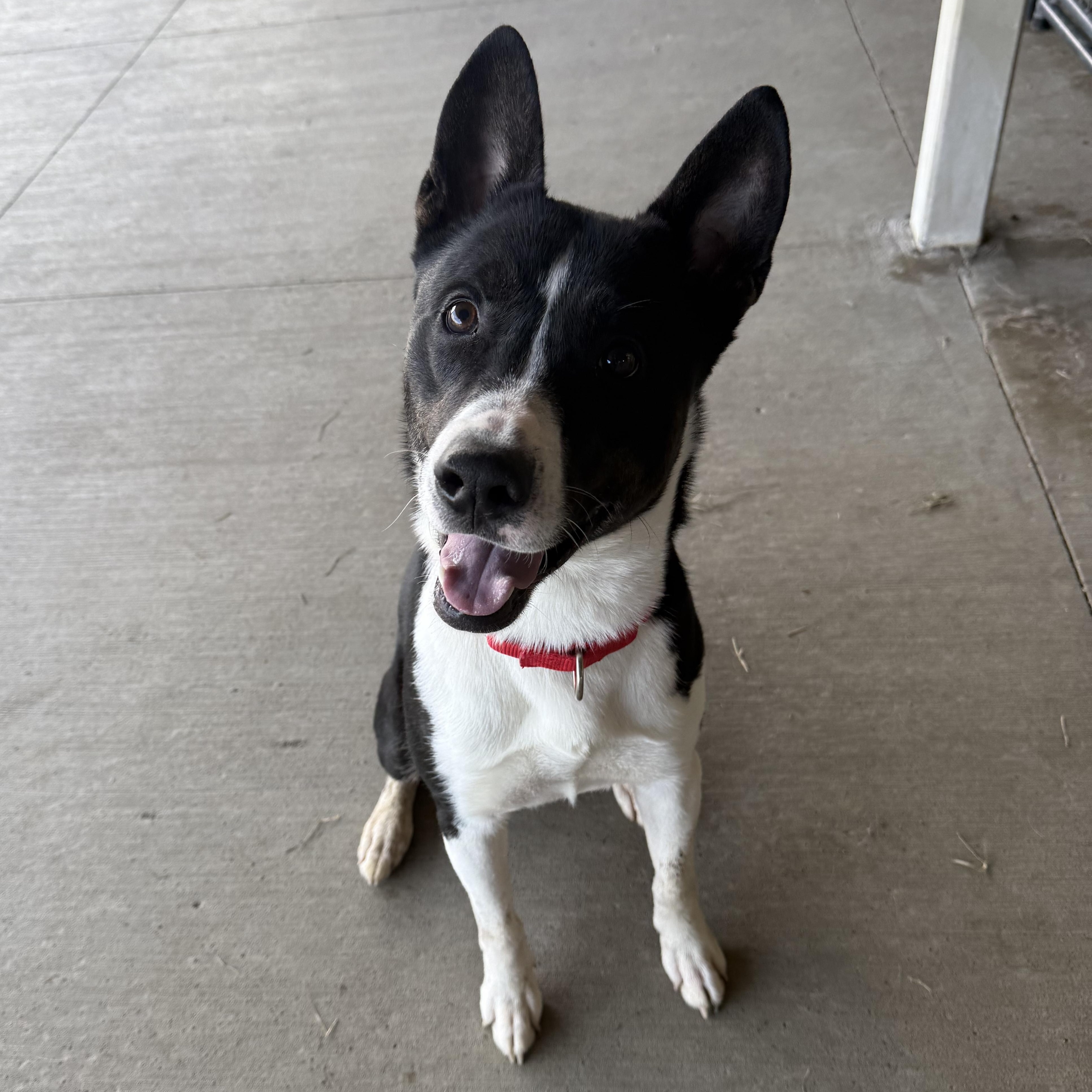 Aries, ADOPTABLE, Adult Male Border Collie.