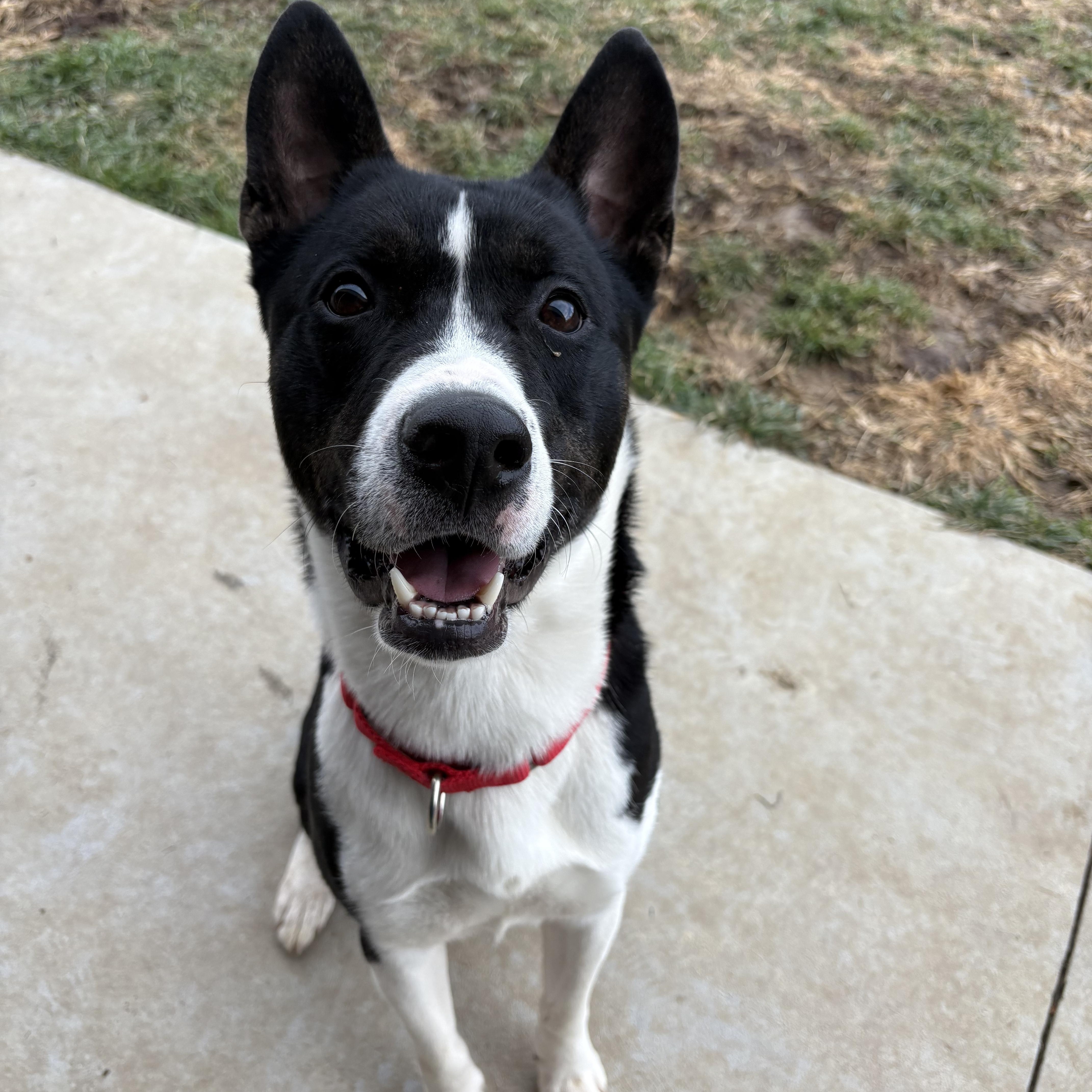 Enlarge Aries, a ADOPTABLE mixed breed in Monroe, OH image 6/6