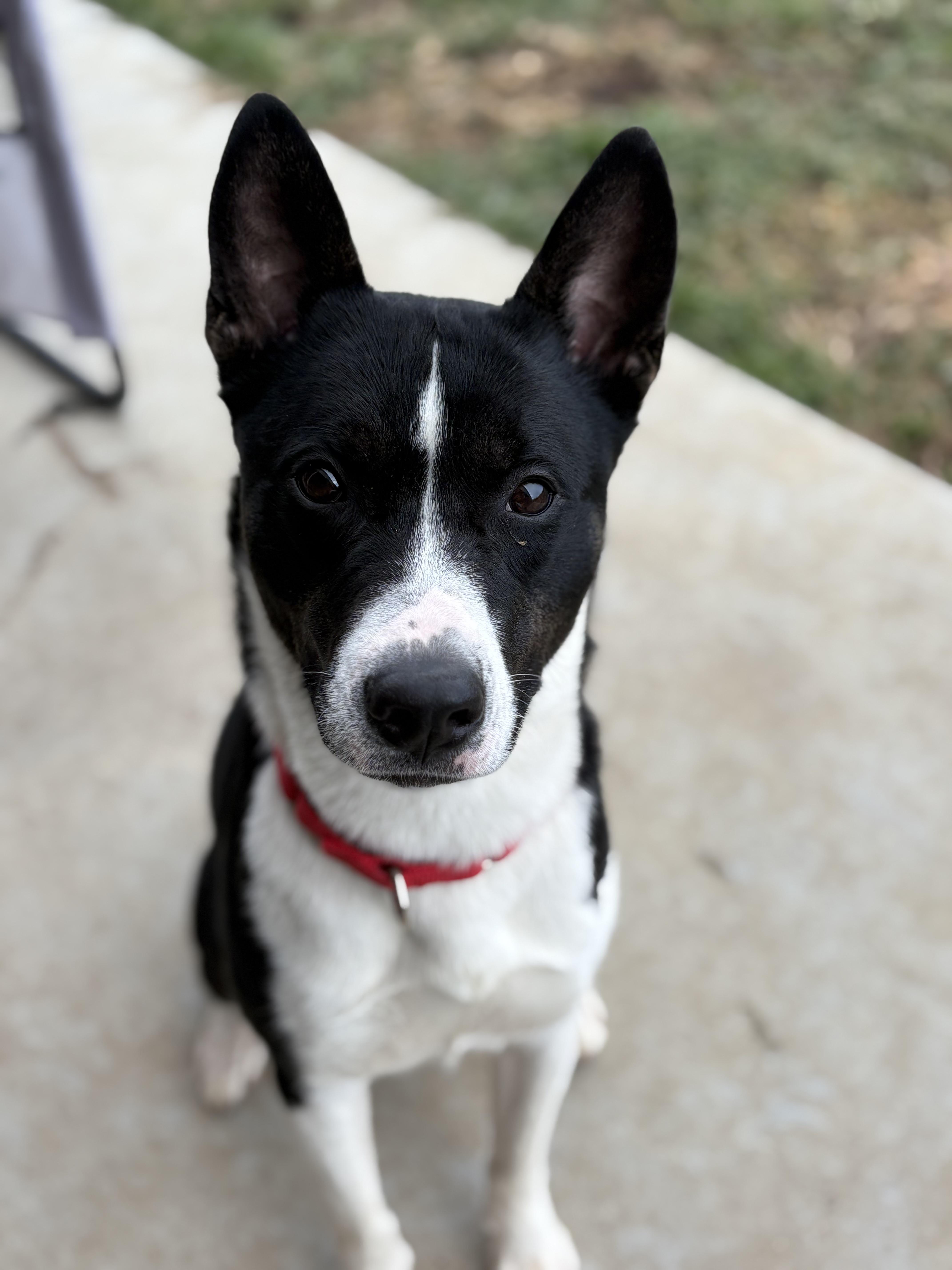Aries, ADOPTABLE, Adult Male Basenji.