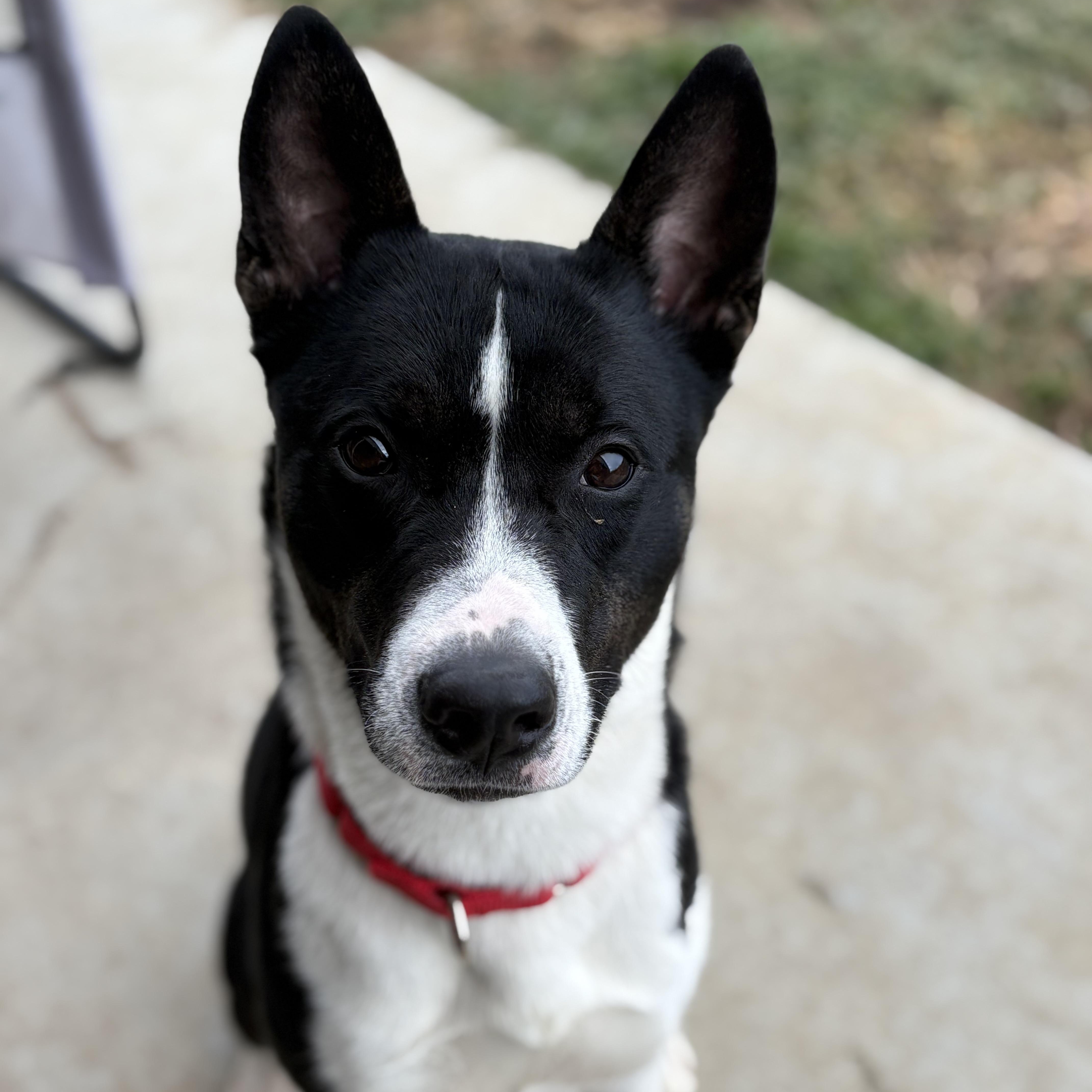 Enlarge Aries, a ADOPTABLE mixed breed in Monroe, OH image 1/6