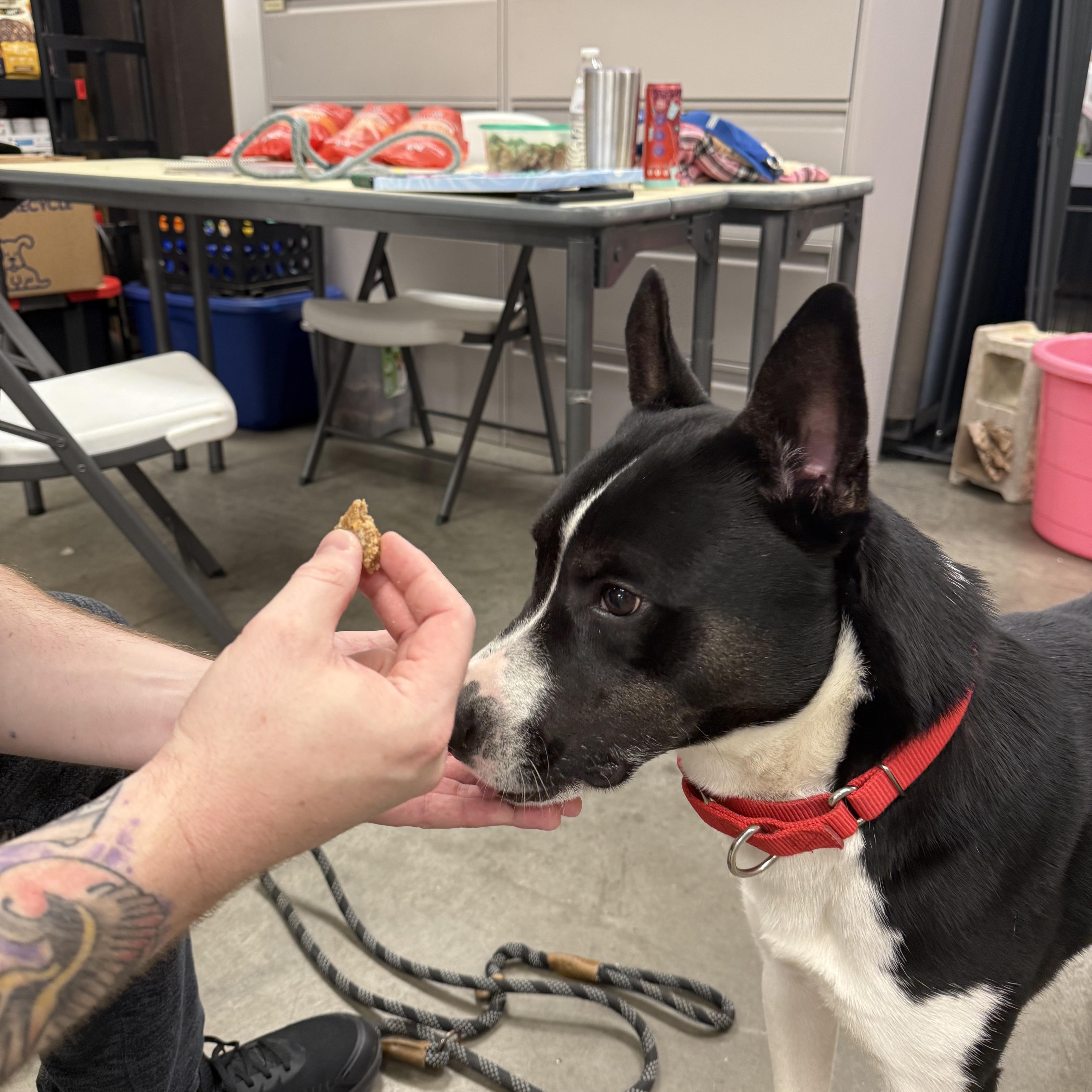 Enlarge Aries, a ADOPTABLE mixed breed in Monroe, OH image 4/6