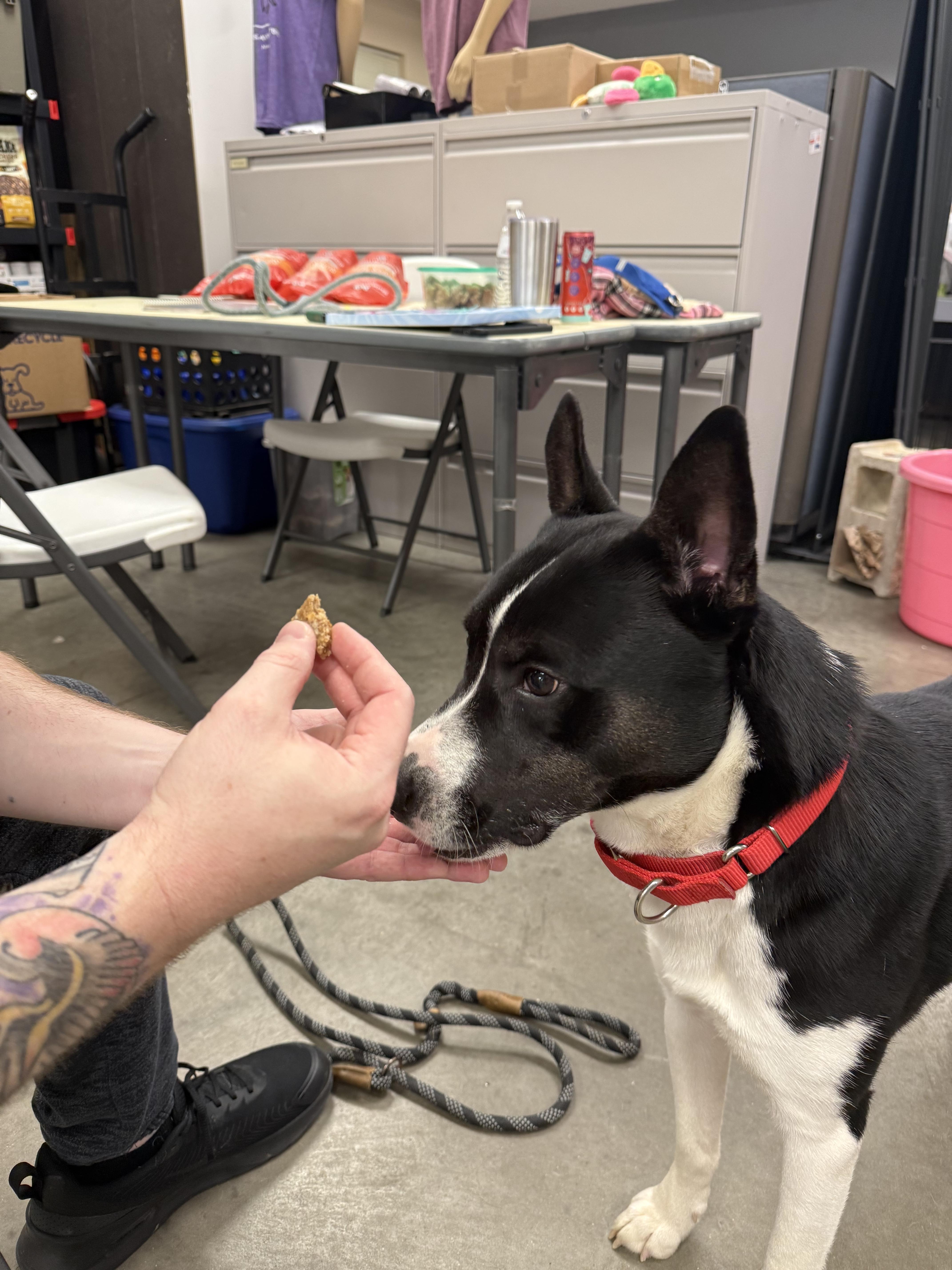 Enlarge Aries, a ADOPTABLE mixed breed in Monroe, OH image 2/2