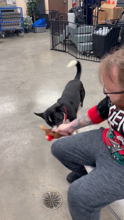 Enlarge Aries, a ADOPTABLE mixed breed in Monroe, OH video 3/6