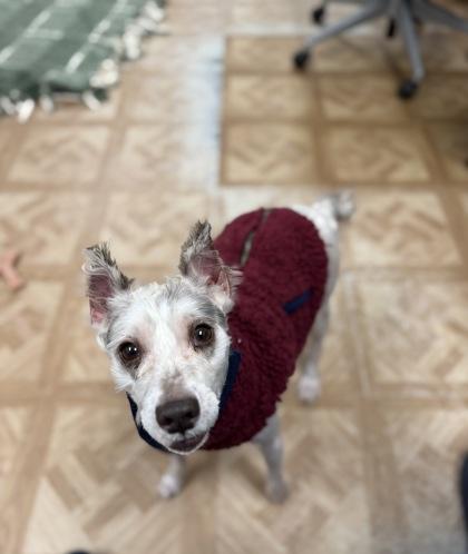 Enlarge Sterling, a ADOPTABLE mixed breed in Worcester, MA image 1/1