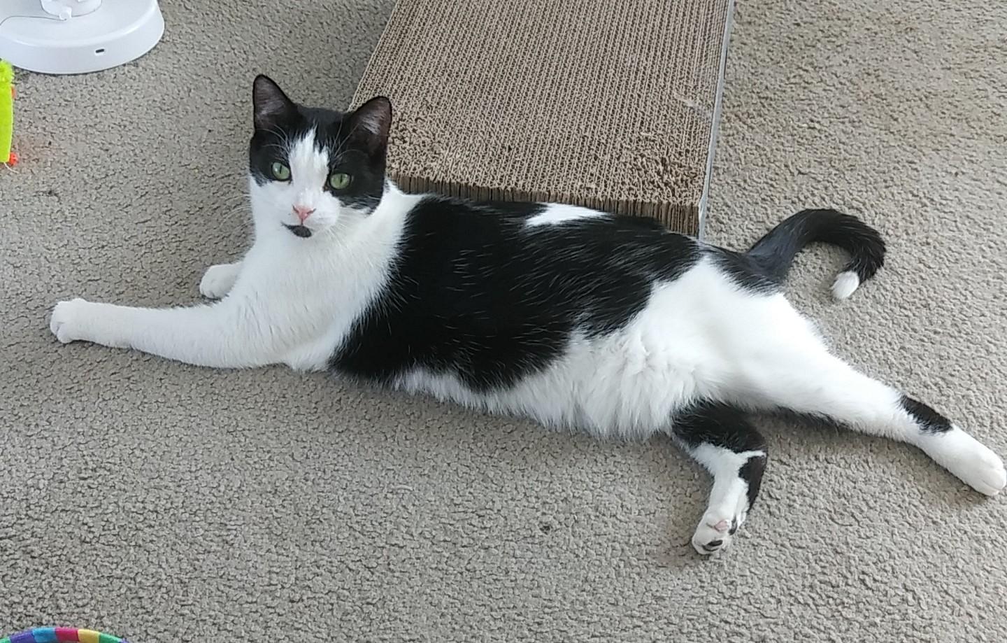 Enlarge Bo, a Adopted Tuxedo in Mount Clemens, MI image 3/6