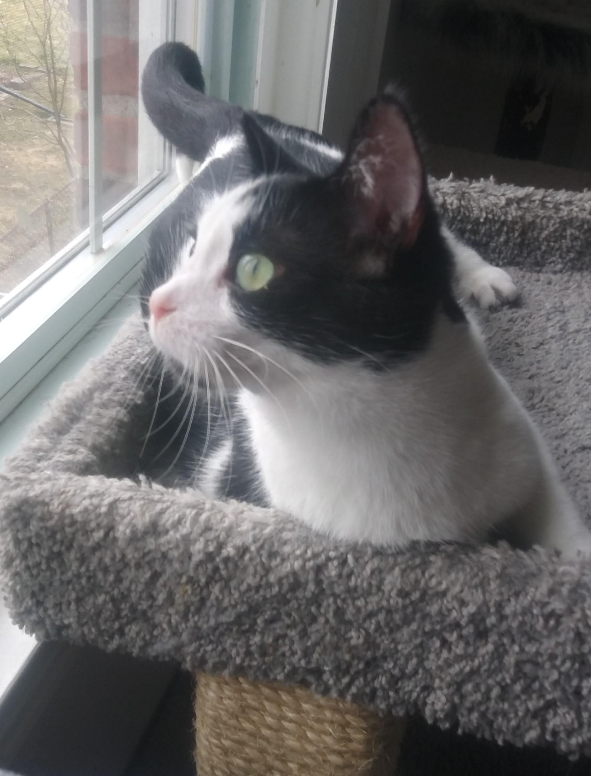 Enlarge Bo, a Adopted Tuxedo in Mount Clemens, MI image 6/6