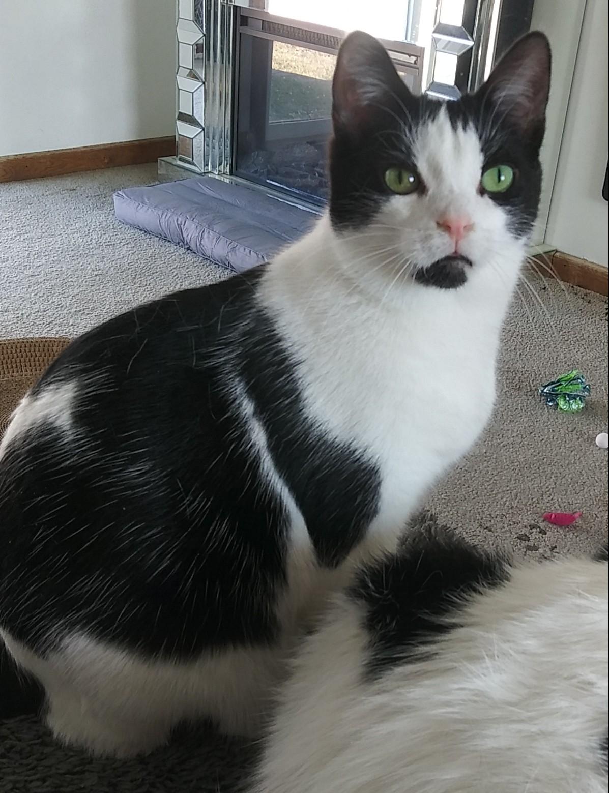 Bo, Adopted, Young Male Tuxedo.