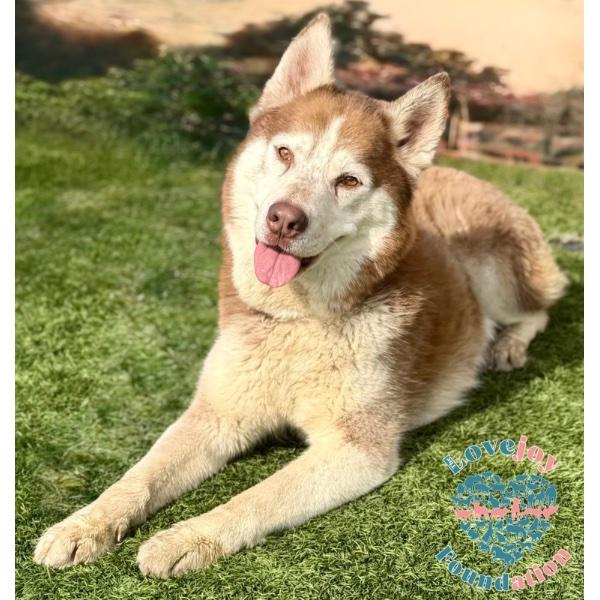 Rascal, a ADOPTABLE Husky in Inglewood, CA image 1/2
