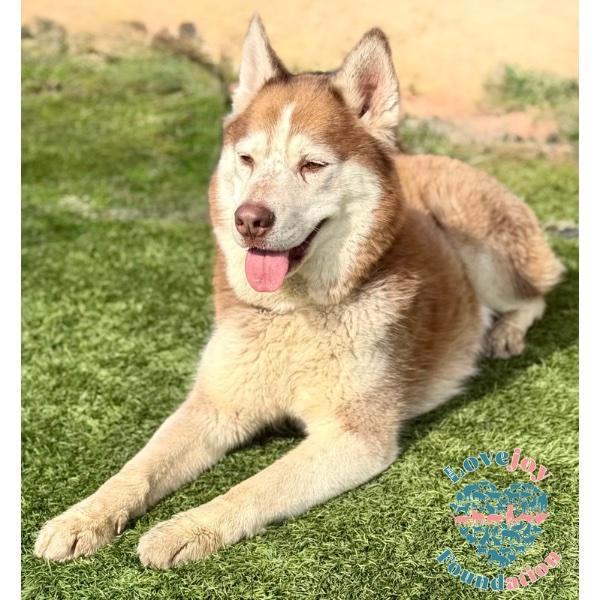 Rascal, a ADOPTABLE Husky in Inglewood, CA image 2/2