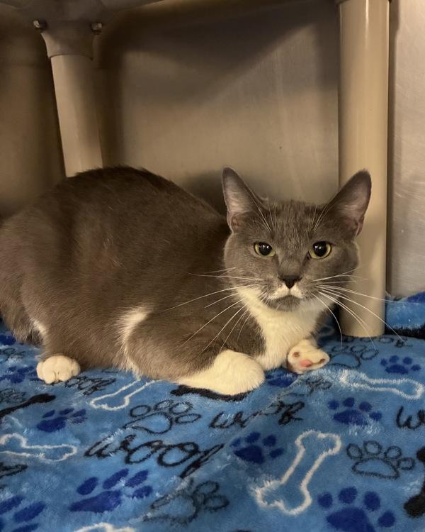 Enlarge Sashimi (with Nigiri), a Adoptable mixed breed in Richmond, VA image 1/1