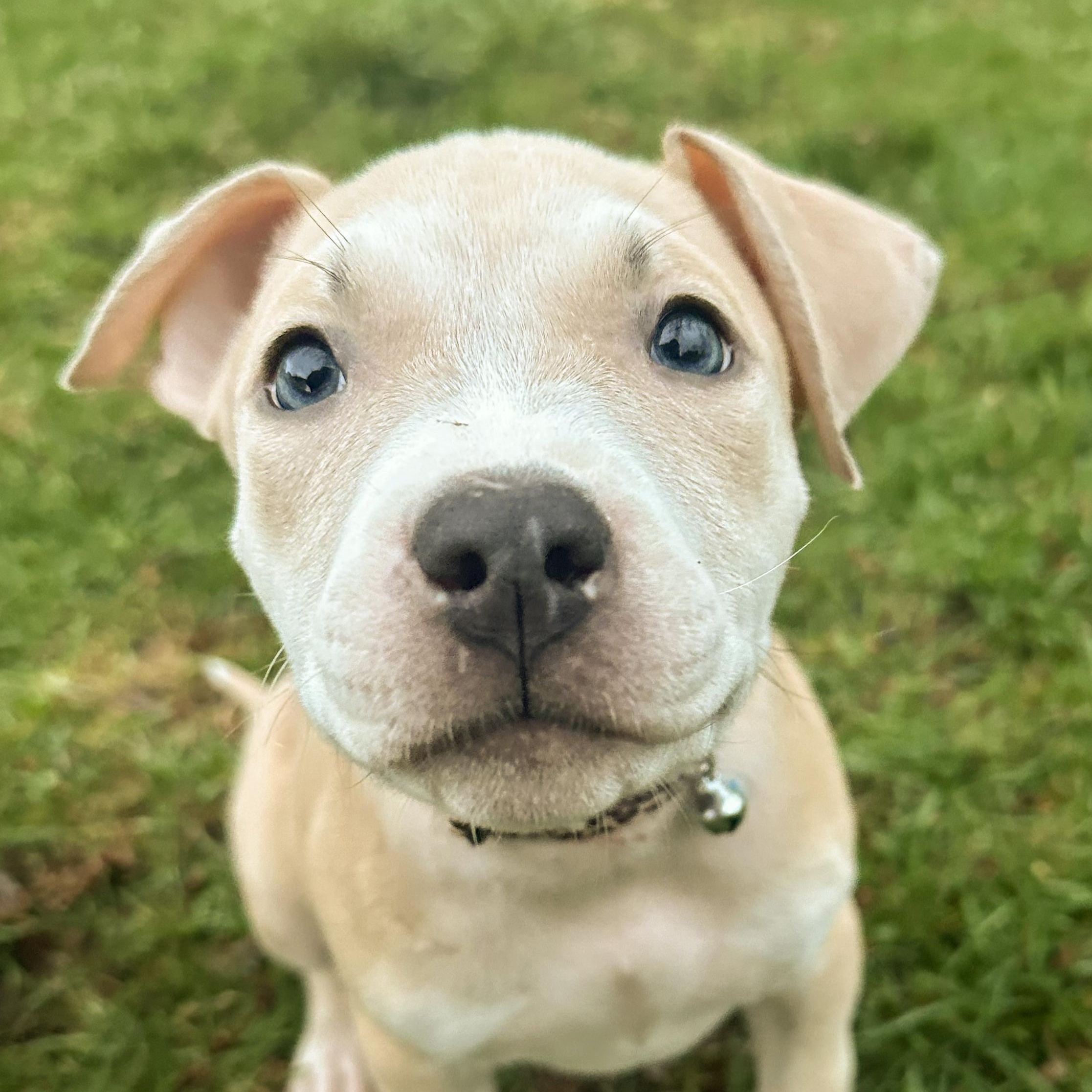 BIRDIE- Needs a forever home, adopted, Puppy Female Terrier.