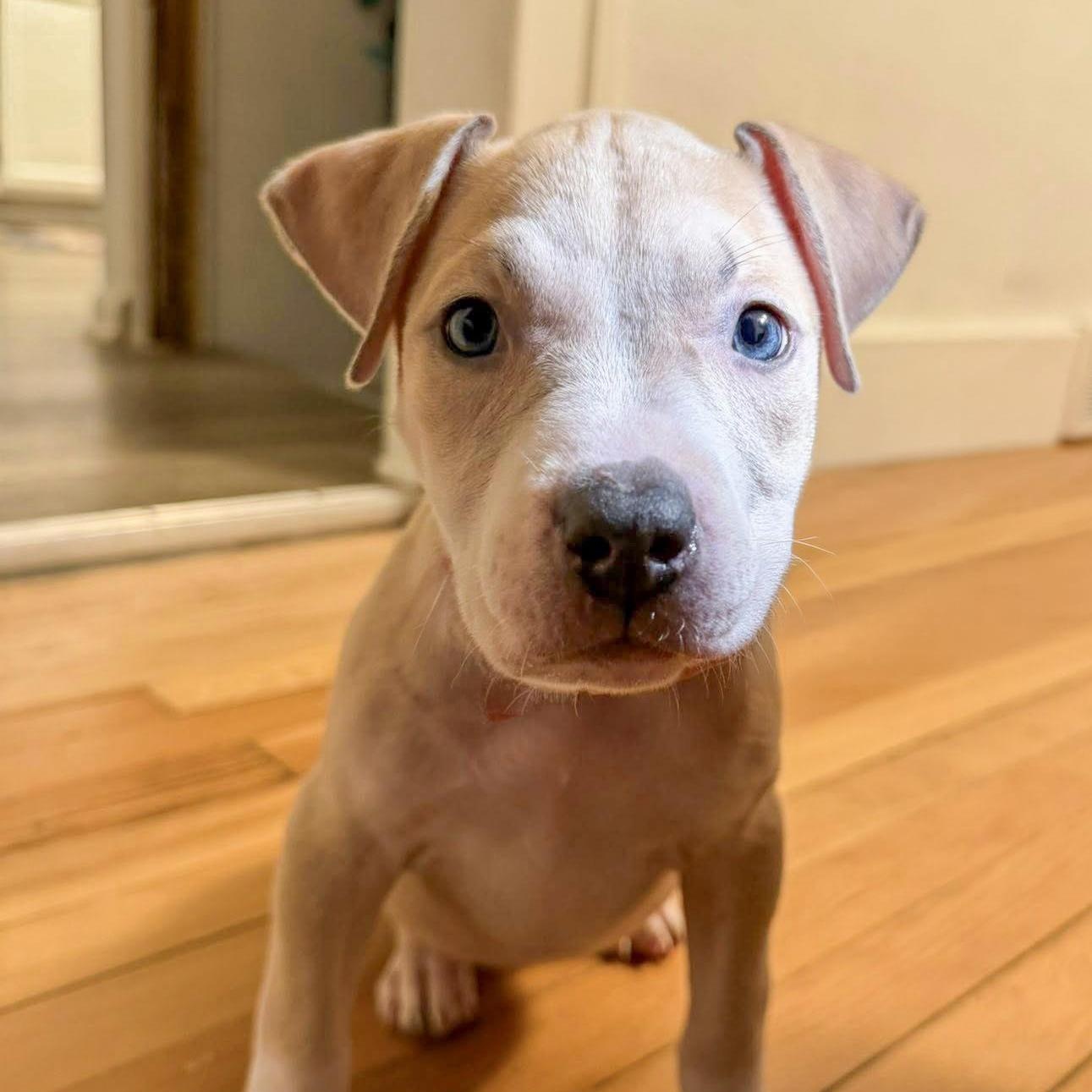 Enlarge BIRDIE- Needs a forever home, an adopted mixed breed in Birmingham, MI image 4/6