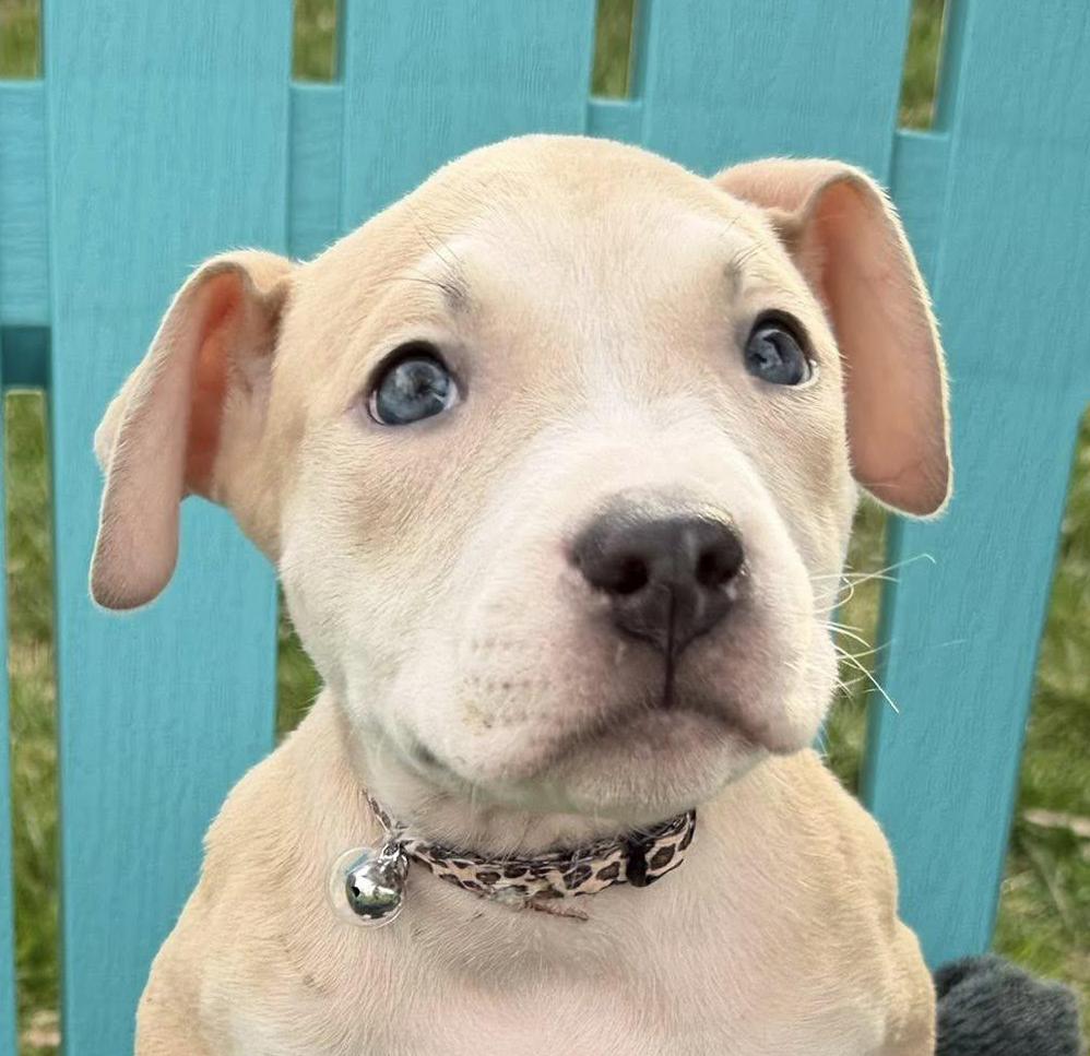 Enlarge BIRDIE- Needs a forever home, an adopted mixed breed in Birmingham, MI image 2/6