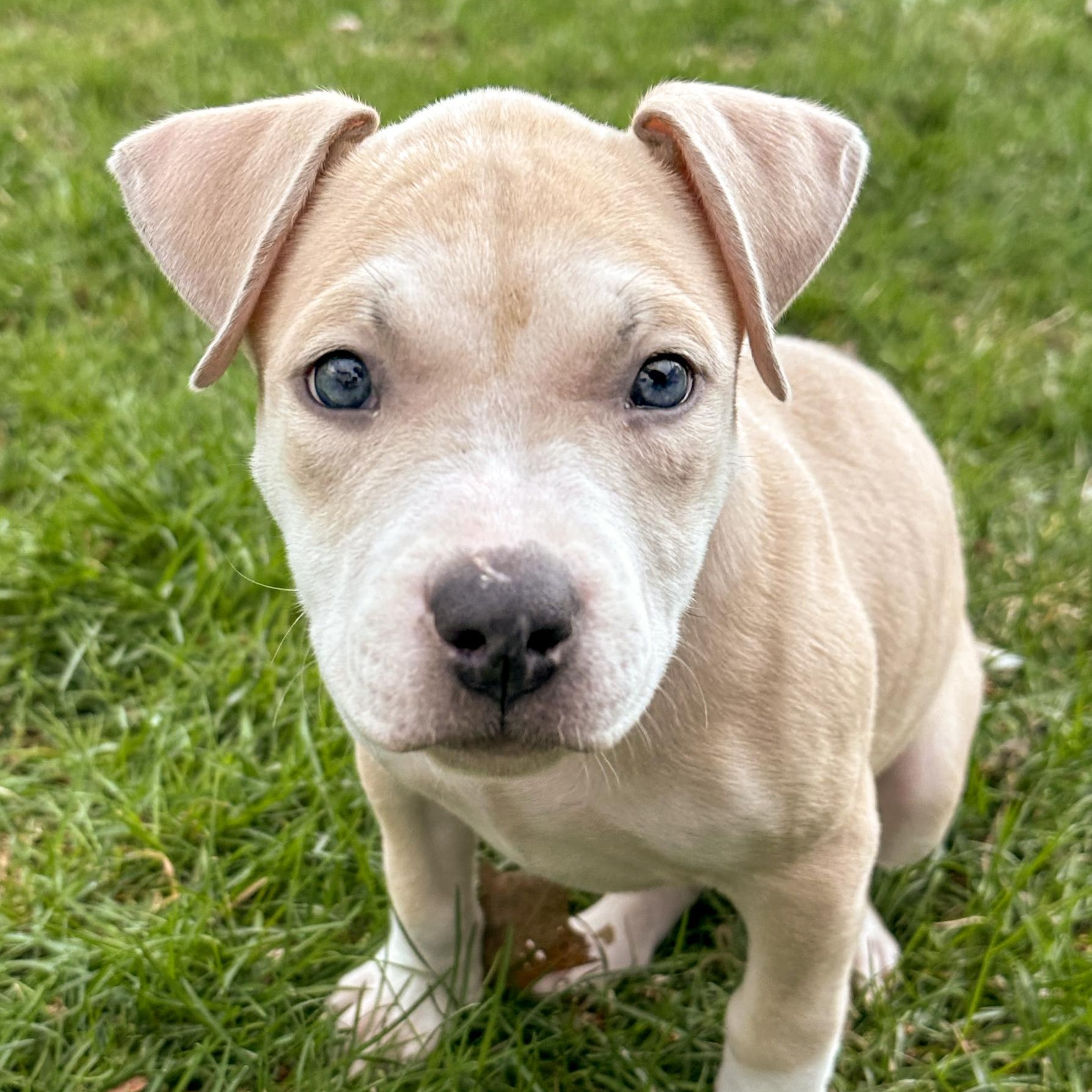 Enlarge BIRDIE- Needs a forever home, an adopted mixed breed in Birmingham, MI image 3/6