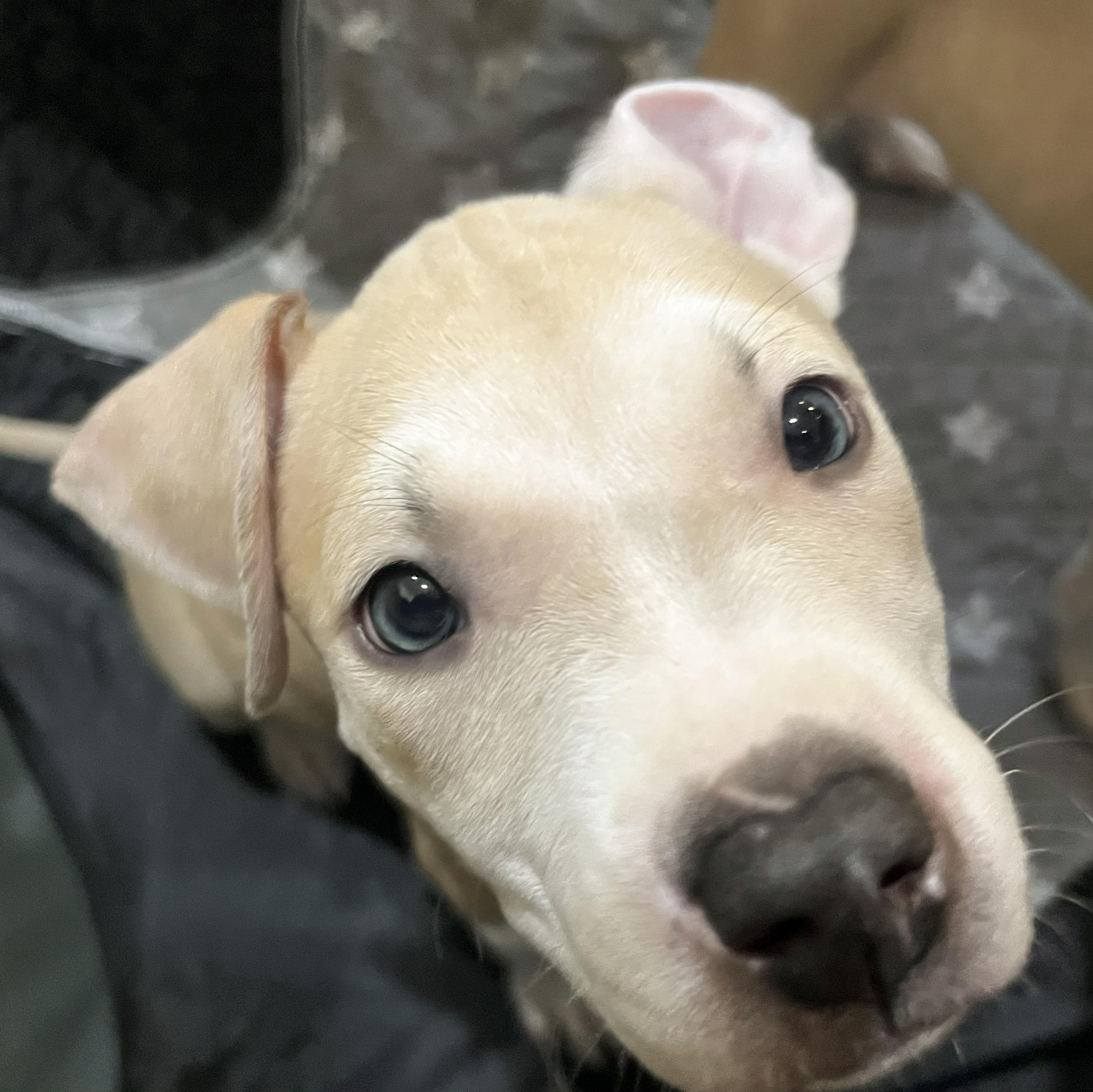 Enlarge BIRDIE- Needs a forever home, an adopted mixed breed in Birmingham, MI image 5/6