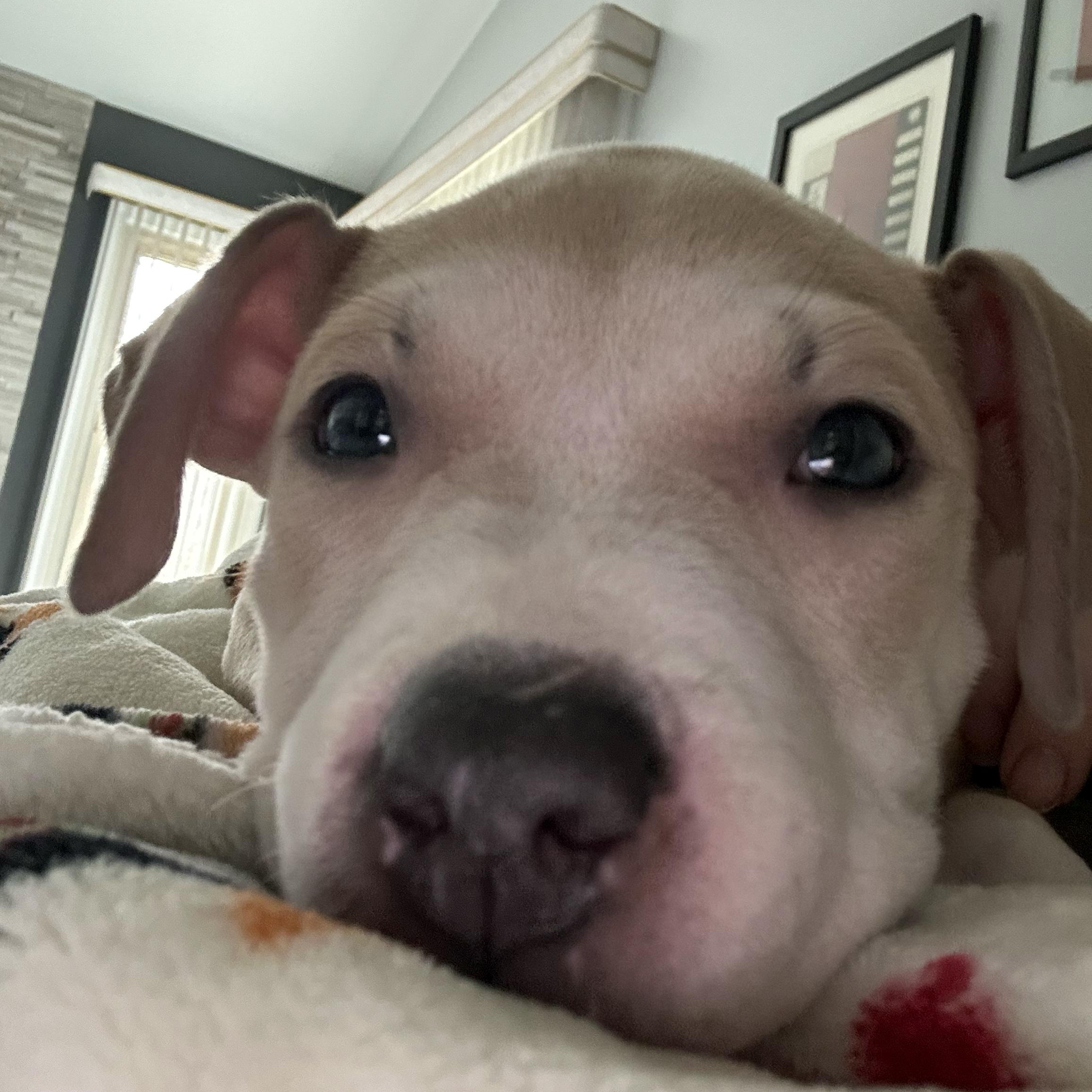 Enlarge BIRDIE- Needs a forever home, an adopted mixed breed in Birmingham, MI image 6/6