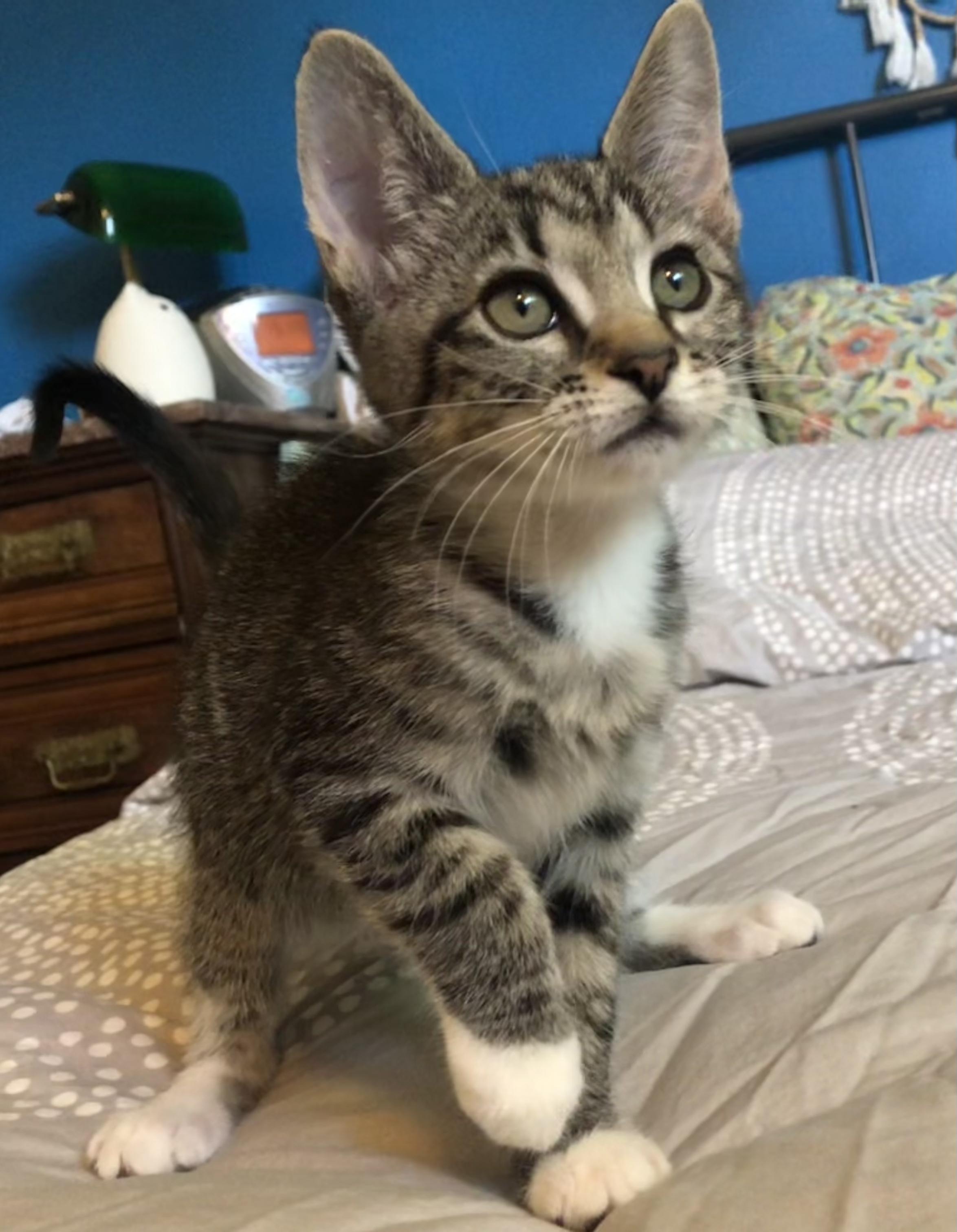 Enlarge Beezus (Bonded to Ramona), a ADOPTABLE Domestic Short Hair in Portland, OR image 1/4