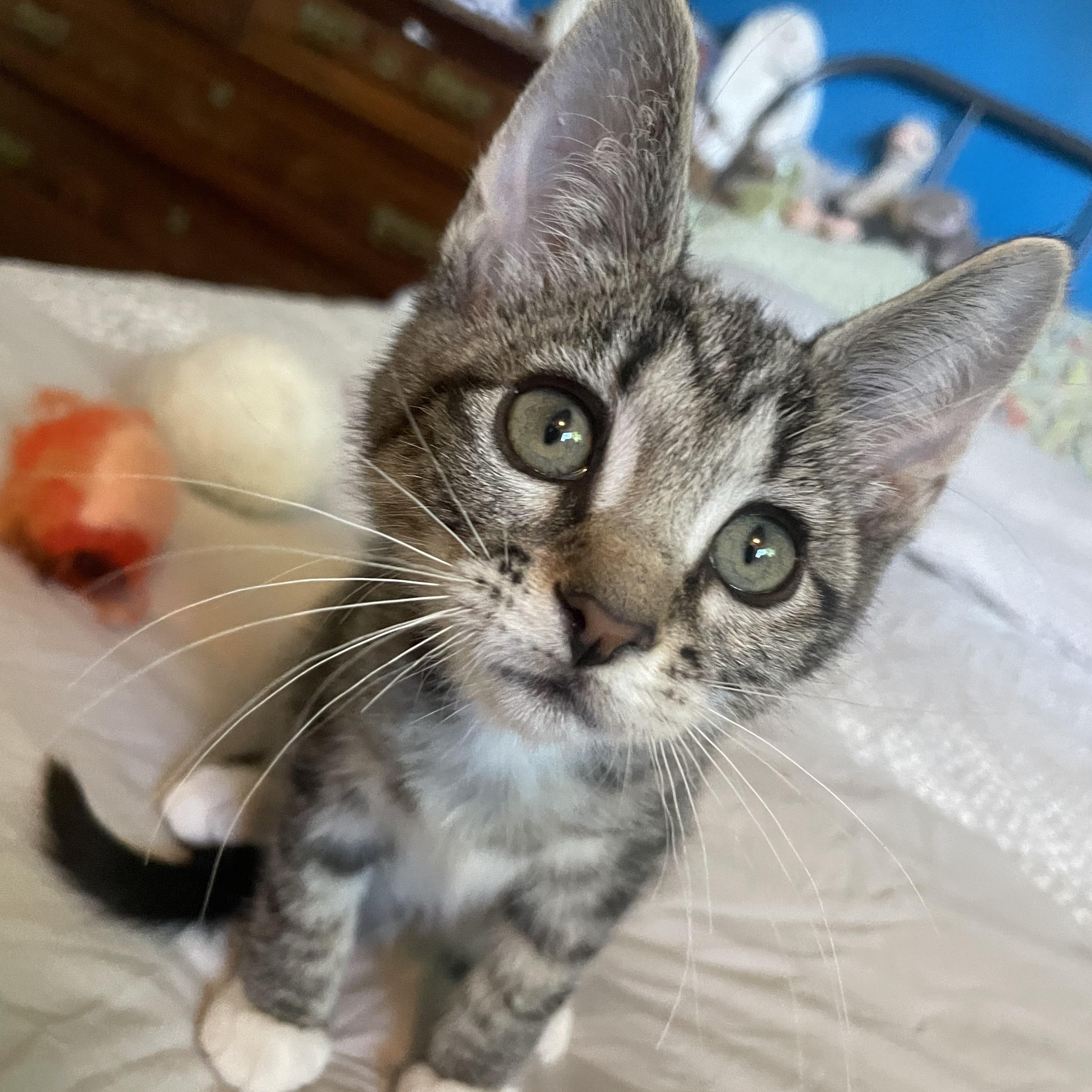 Enlarge Beezus (Bonded to Ramona), a ADOPTABLE Domestic Short Hair in Portland, OR image 2/4
