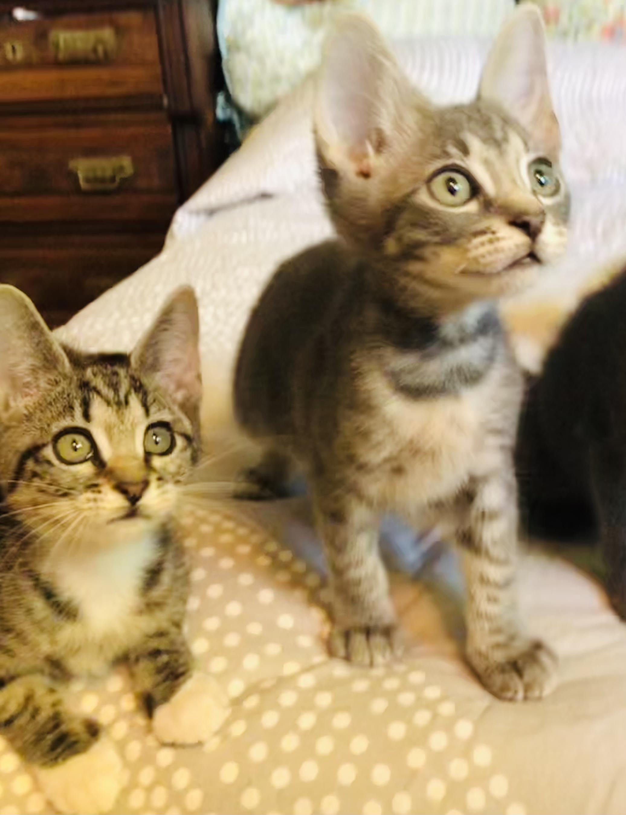 Enlarge Beezus (Bonded to Ramona), a ADOPTABLE Domestic Short Hair in Portland, OR image 3/4