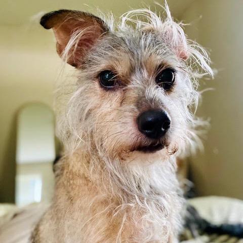 Raisin, Adoptable, Senior Female Cairn Terrier.