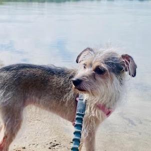 Enlarge Raisin, a Adoptable Cairn Terrier in Crystal, MN image 2/4