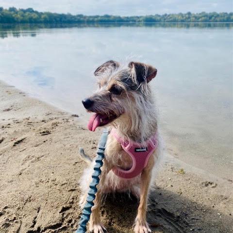 Enlarge Raisin, a Adoptable Cairn Terrier in Crystal, MN image 3/4