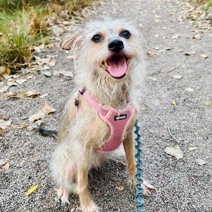 Enlarge Raisin, a Adoptable Cairn Terrier in Crystal, MN image 4/4