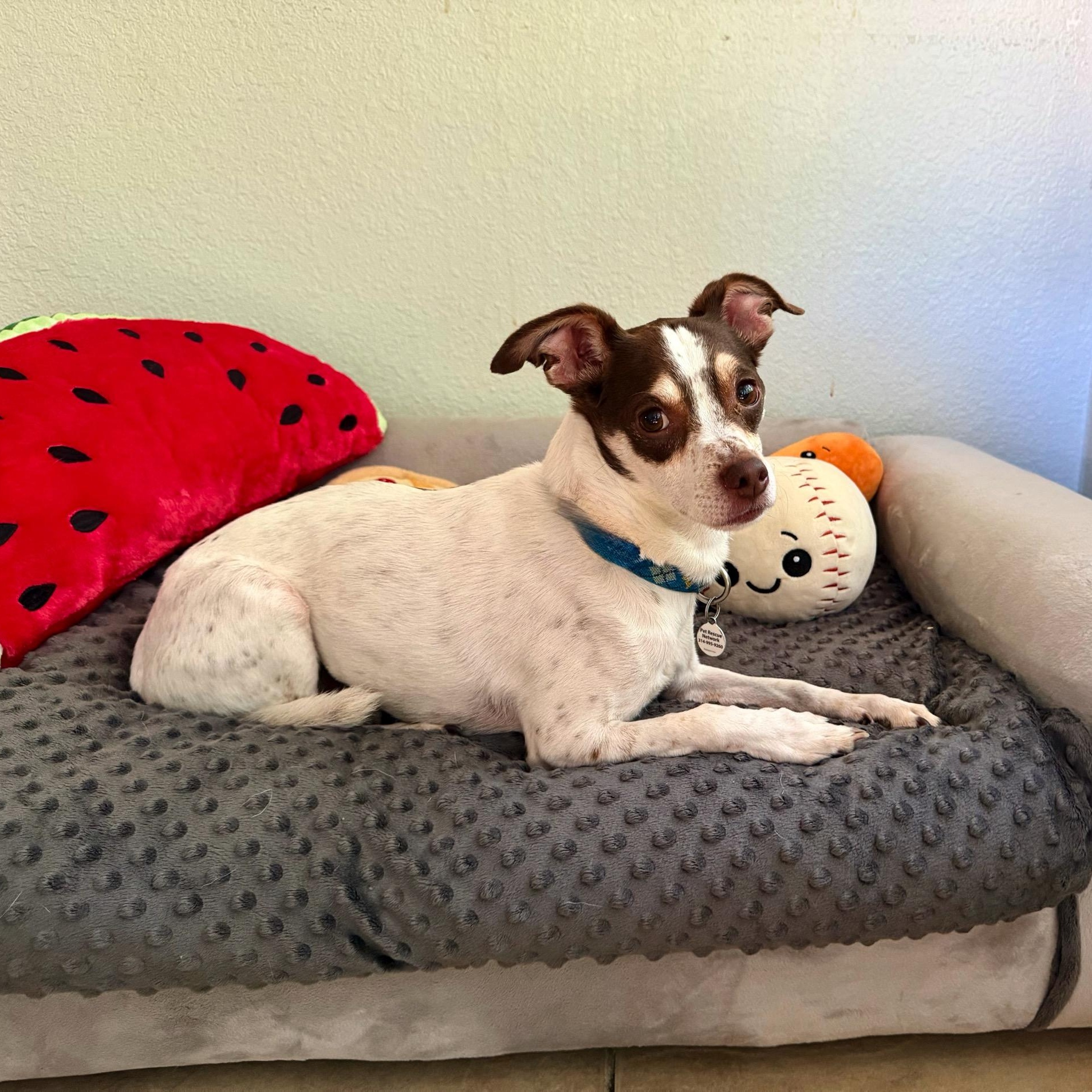 Scout, a Adoptable mixed breed in High Ridge, MO image 5/6