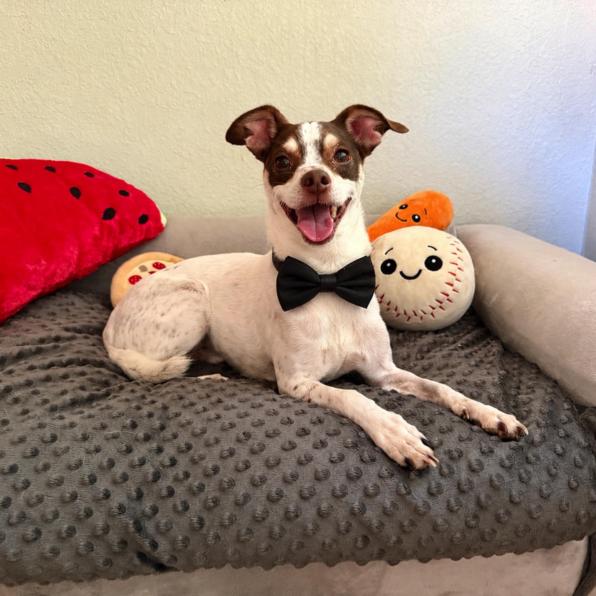 Scout, Adoptable, Adult Male Jack Russell Terrier & Rat Terrier.