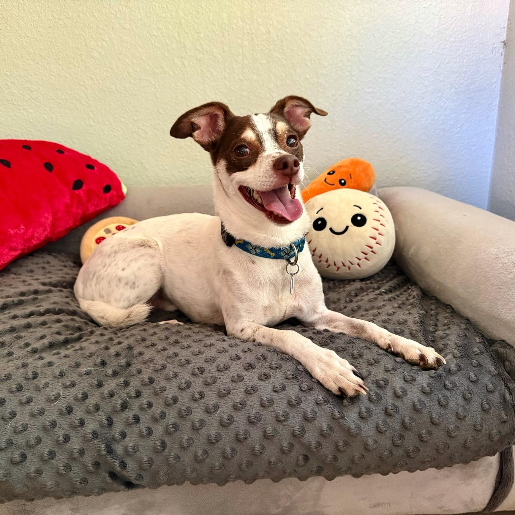 Scout, a Adoptable mixed breed in High Ridge, MO image 2/6