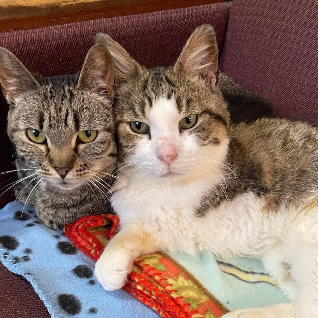 Enlarge Oscar CNL, a Adopted Tabby in Richland, MI image 4/5