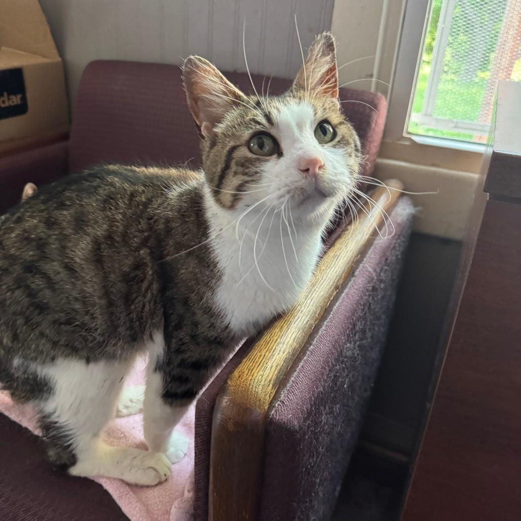 Enlarge Oscar CNL, a Adopted Tabby in Richland, MI image 2/5