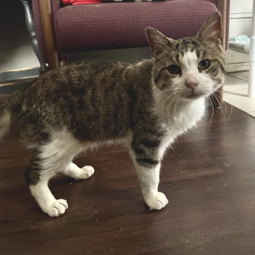 Enlarge Oscar CNL, a Adopted Tabby in Richland, MI image 1/5