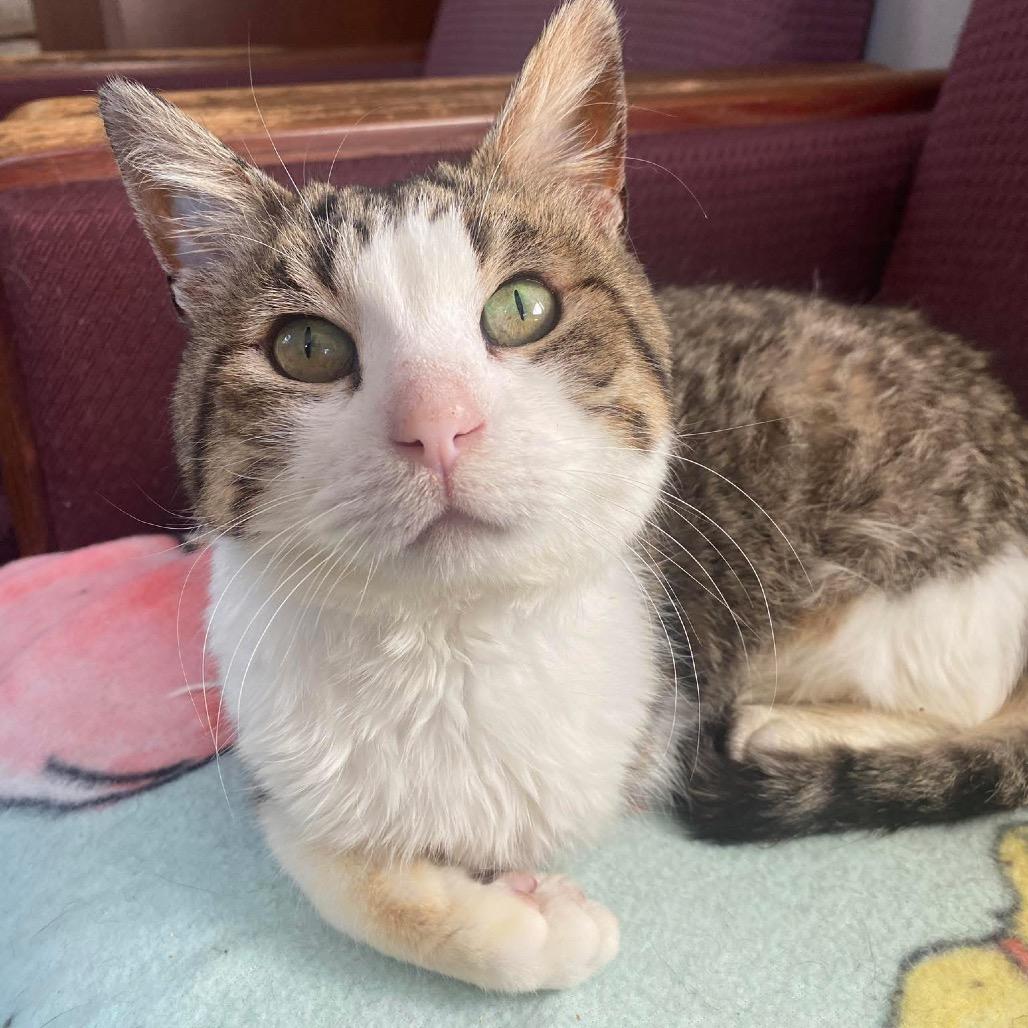 Enlarge Oscar CNL, a Adopted Tabby in Richland, MI image 3/5