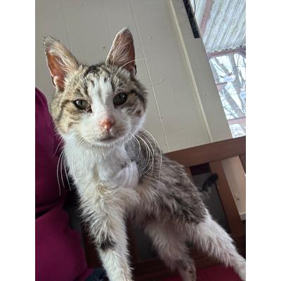 Enlarge Oscar CNL, a Adopted Tabby in Richland, MI image 5/5