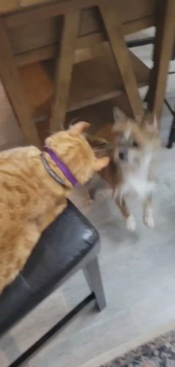 Enlarge Sparky, a Adopted mixed breed in Tucson , AZ video 5/9