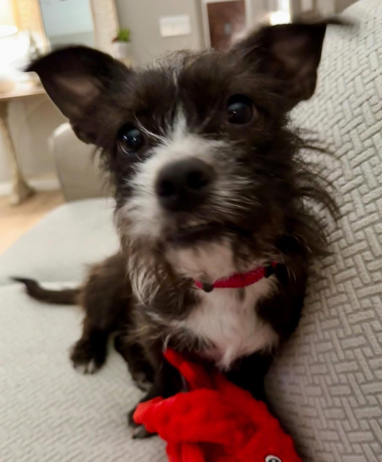 Truffles, a Adoptable mixed breed in Rockwall, TX image 4/6