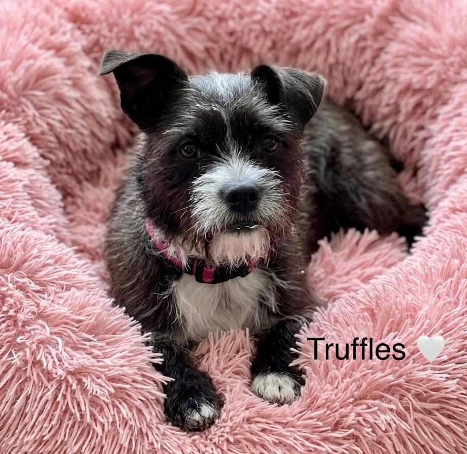 Truffles, a Adoptable mixed breed in Rockwall, TX image 2/6
