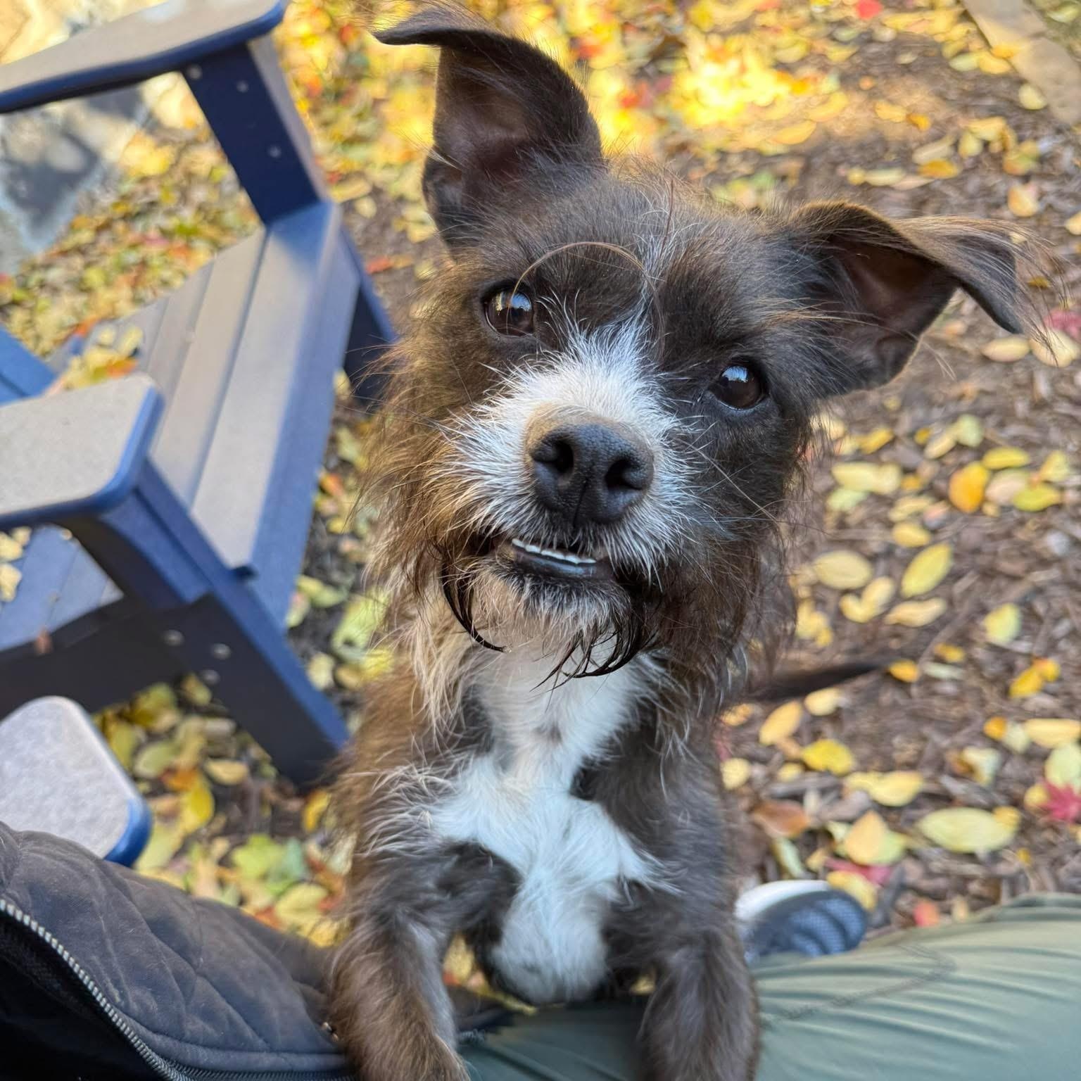Truffles, Adoptable, Young Female Terrier.