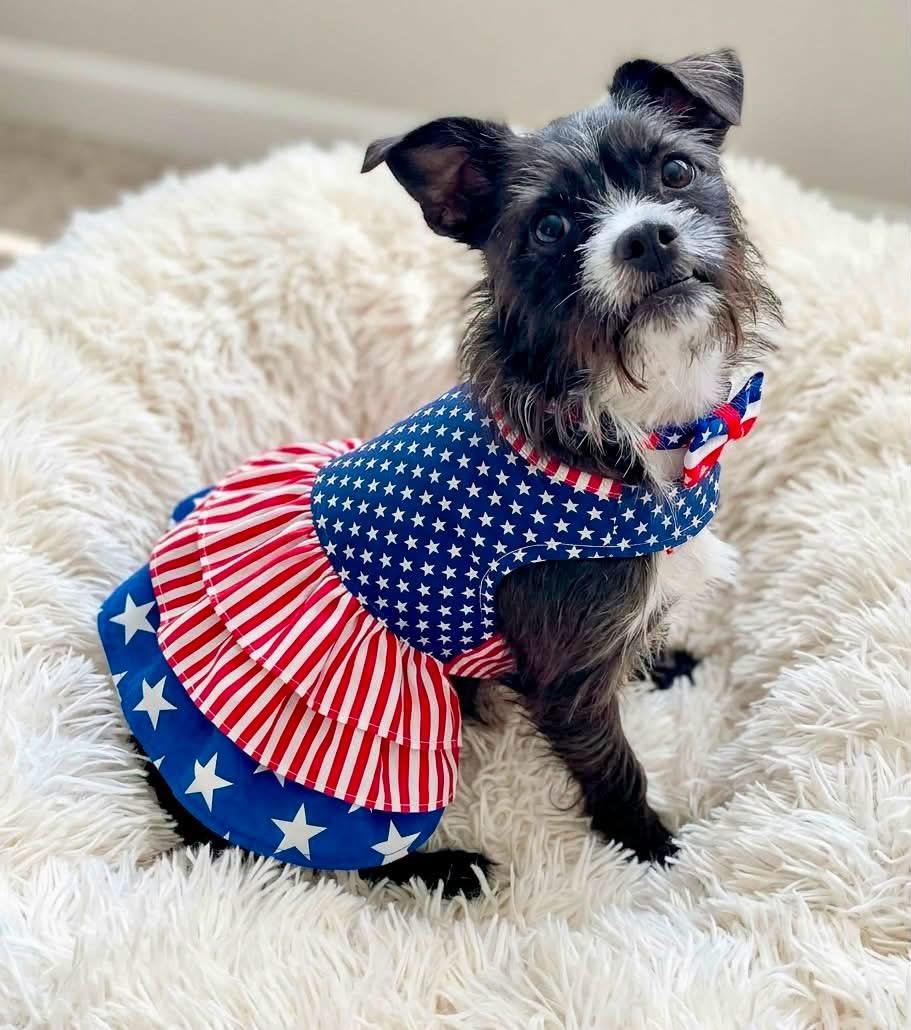 Truffles, a Adoptable mixed breed in Rockwall, TX image 3/6