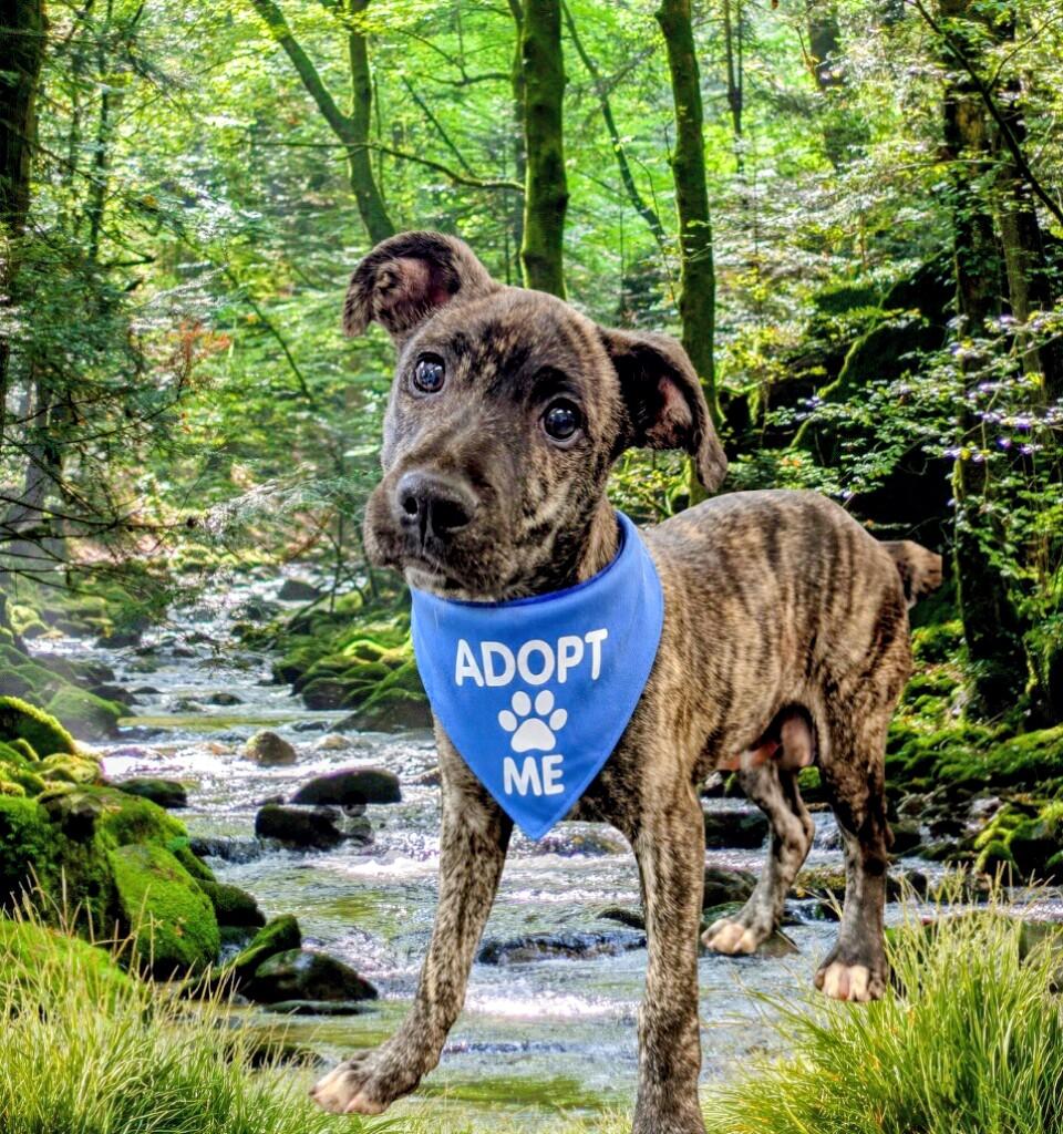 Goofy - Foster Needed, a ADOPTABLE mixed breed in Willington, CT image 3/6
