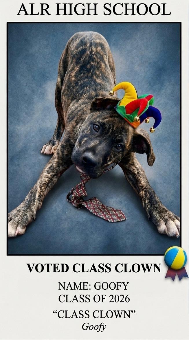 Goofy - Foster Needed, a ADOPTABLE mixed breed in Willington, CT image 2/6