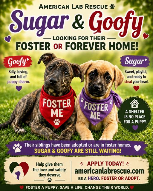Goofy - Foster Needed, a ADOPTABLE mixed breed in Willington, CT image 6/6