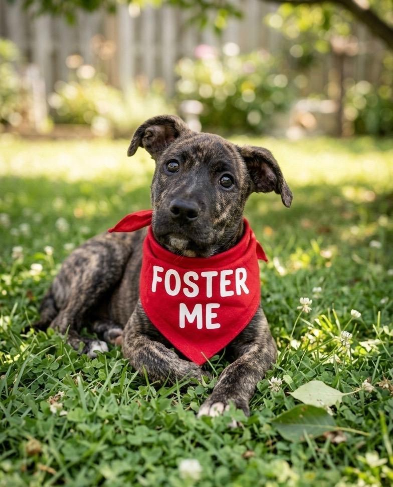 Goofy - Foster Needed, a ADOPTABLE mixed breed in Willington, CT image 1/6